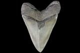 Megalodon Tooth - Great Enamel & Serrations! #76661-2